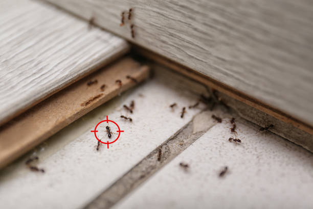 Best Commercial Pest Control Services  in Rosaryville, MD