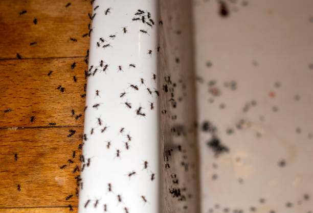 Best Affordable Pest Control Services  in Rosaryville, MD